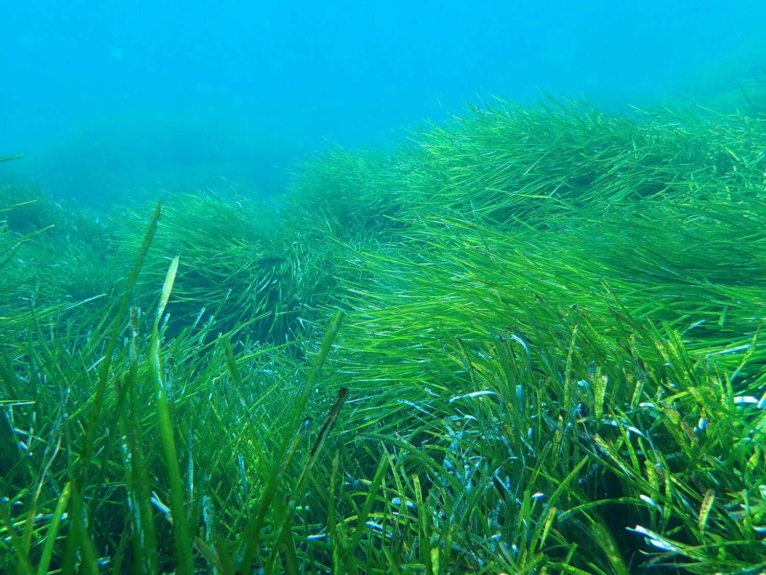 posidonia meadow