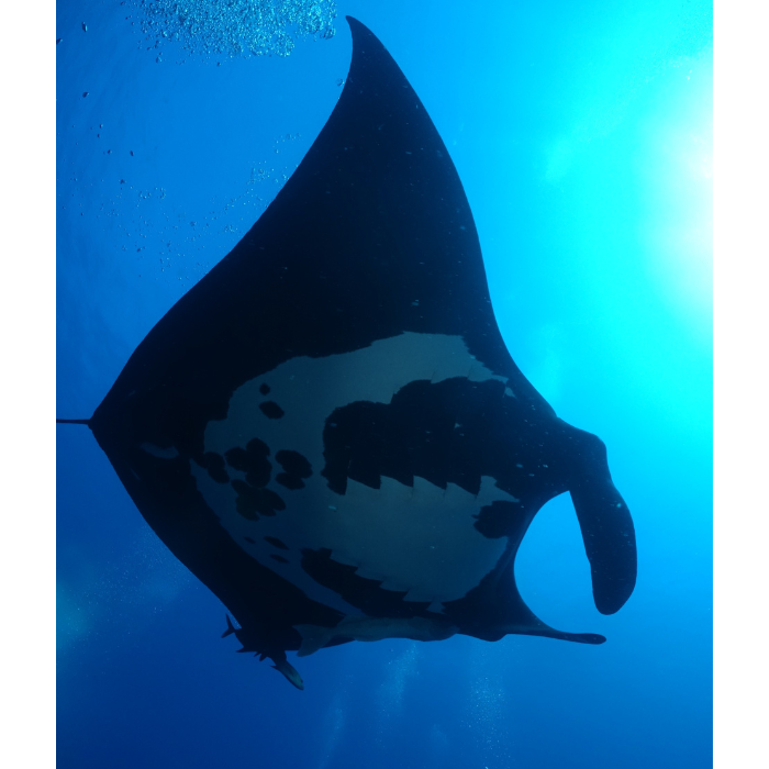black manta belly