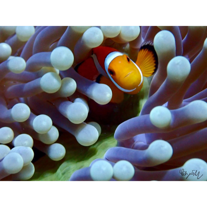 clownfish 1 clownfish 1