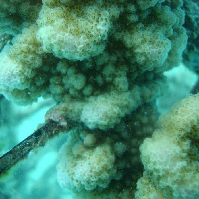 coral close up