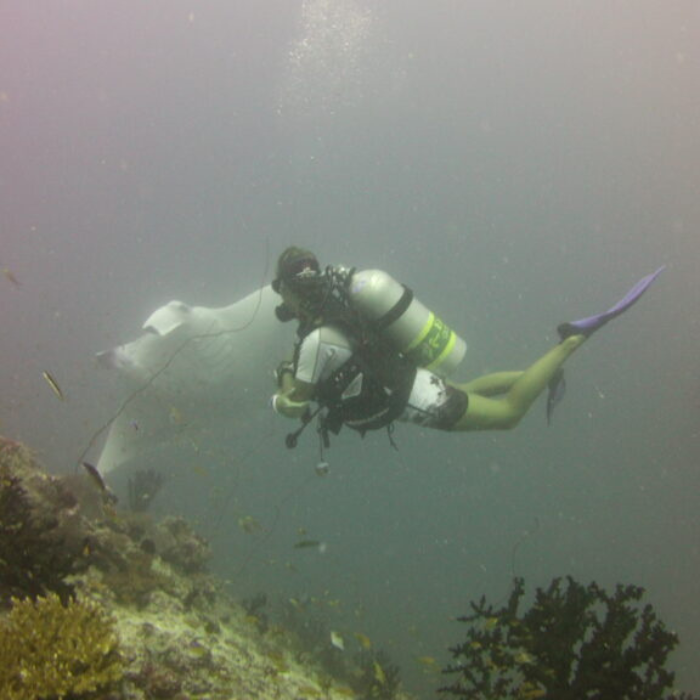 diver on reef looking at manta ray in background diver on reef looking at manta ray in background