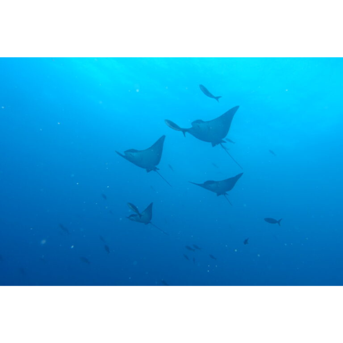 galapagos eagle rays