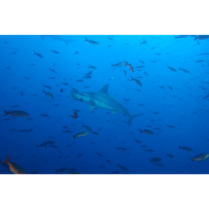 galapagos hammerhead