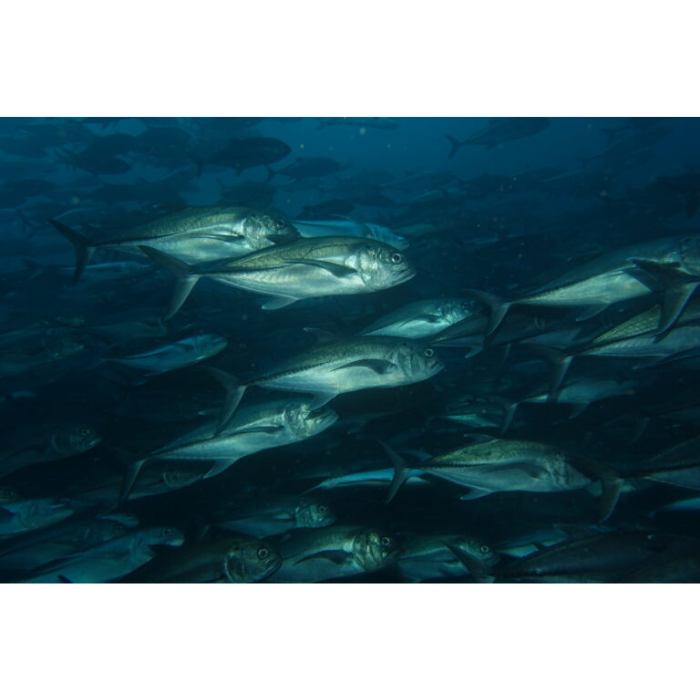 galapagos schooling jacks