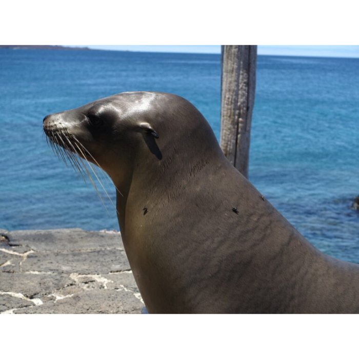 galapagos sea lion galapagos sea lion