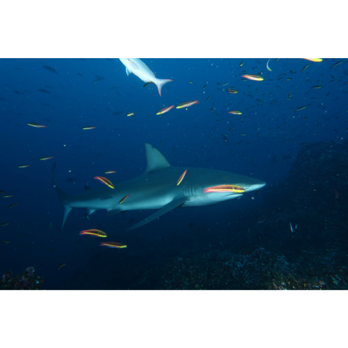galapagos shark
