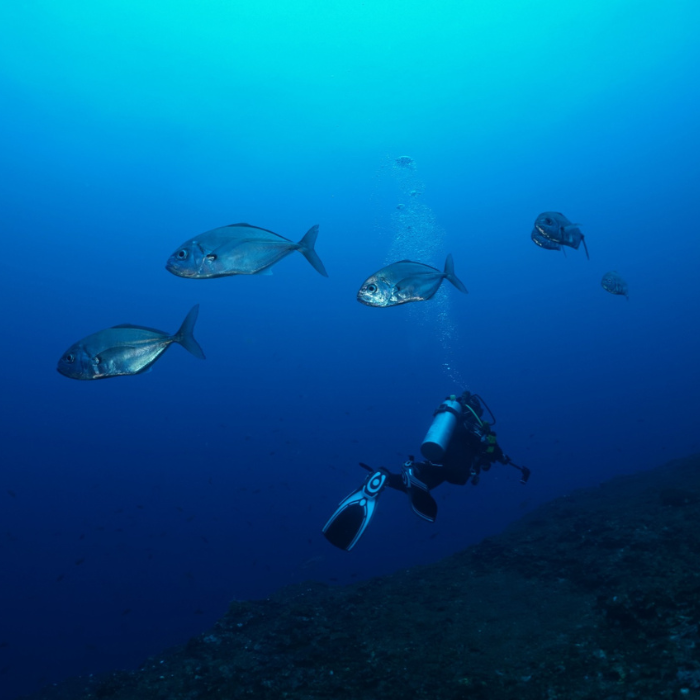 jacks and diver