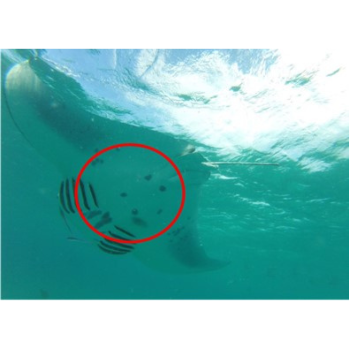 manta belly identification manta belly identification