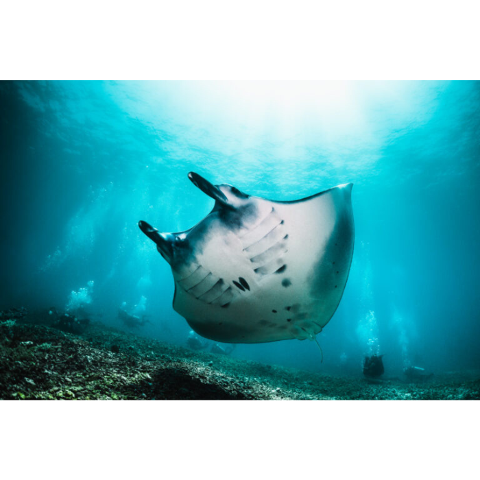 manta swimming over coral reef