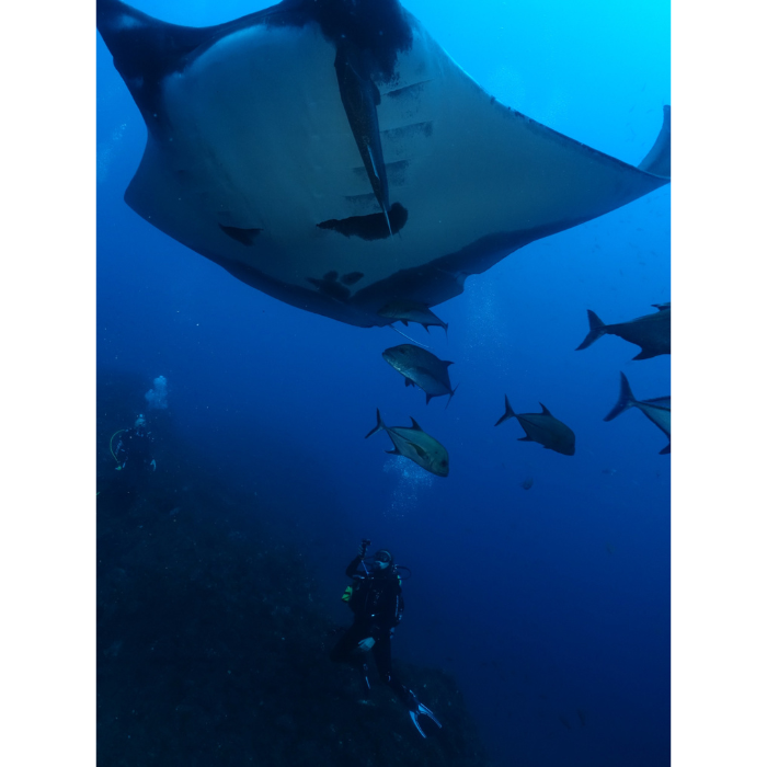 manta with trevallys and diver