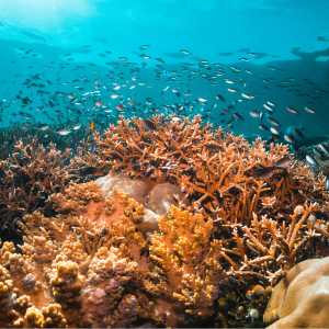 marine-biology-courses