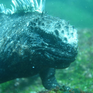 marine iguana close up