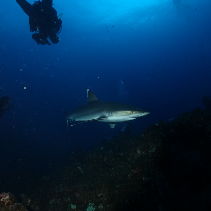 silvertip and diver