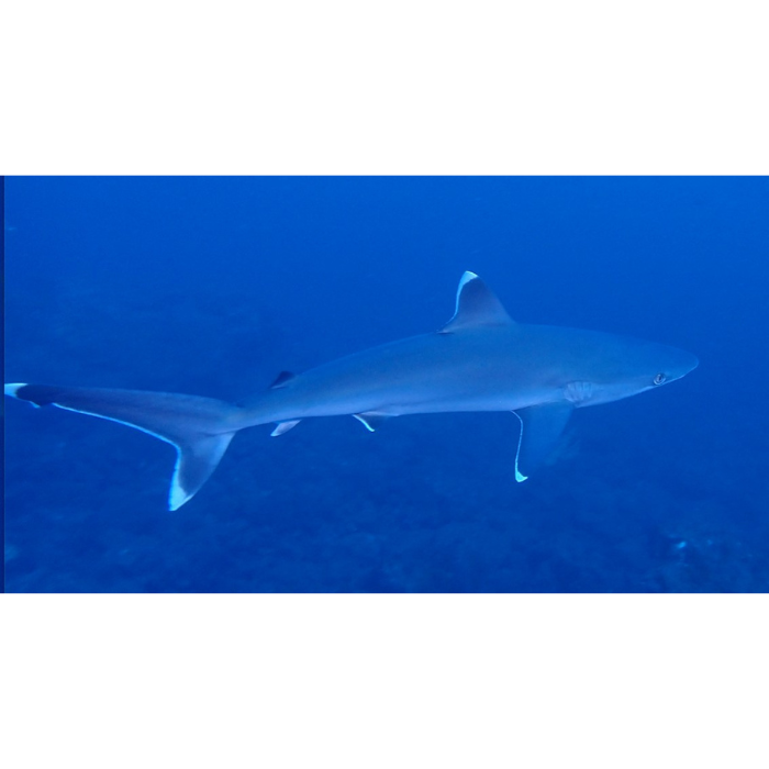 silvertip shark