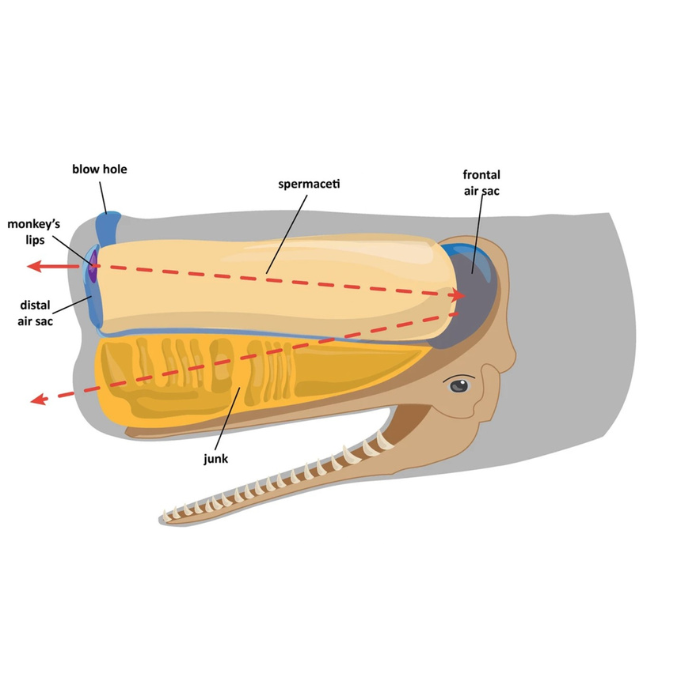 sperm whale anatomy sperm whale anatomy
