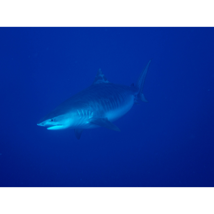 tiger shark