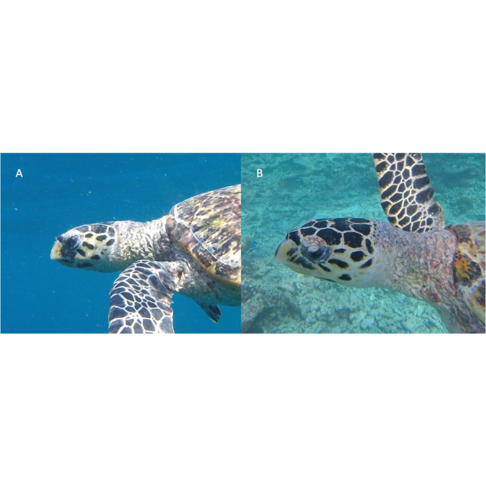 turtle face id 1 turtle face id 1