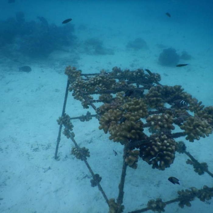 underwater coral farm