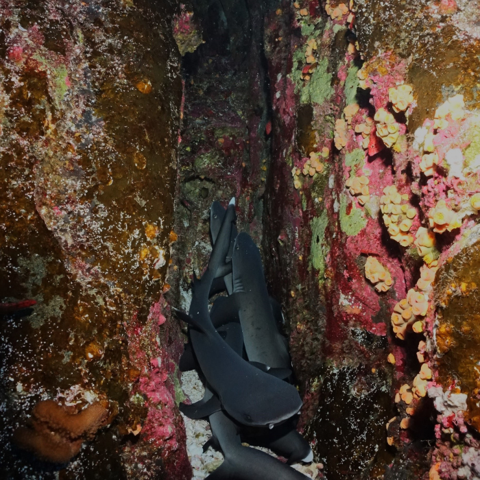 white tips in crevice